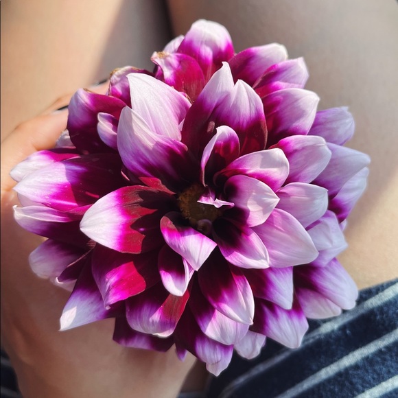 Meet your Posher, Talia - Picture 1 of 1